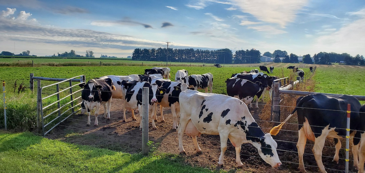 dairy cows